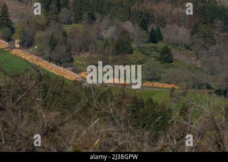 Fauler Wald im rothaargebirge Stockfoto