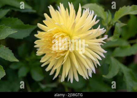 Dahlia Bilbao Stockfoto