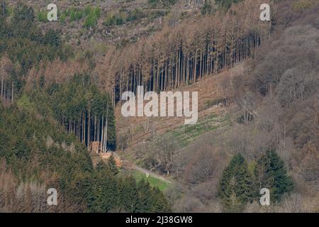 Fauler Wald im rothaargebirge Stockfoto