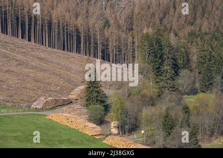 Fauler Wald im rothaargebirge Stockfoto