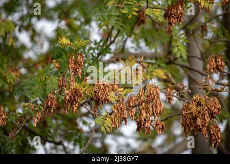 FRAXINUS EXCELSIOR FRÜCHTE Stockfoto