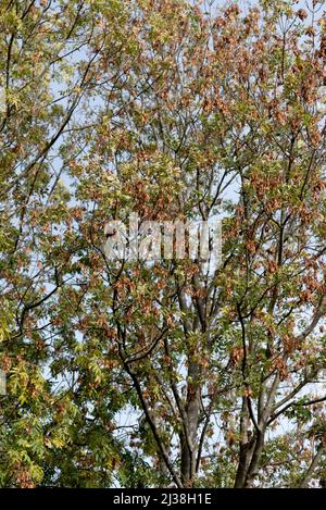 FRAXINUS EXCELSIOR FRÜCHTE Stockfoto