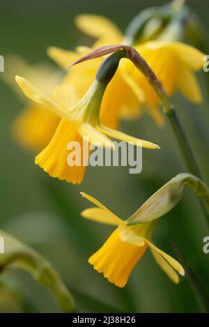 NARZISSE TETE EIN TETE Stockfoto