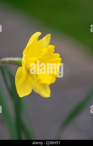 NARCISSUS GIGANTISCHER STERN Stockfoto
