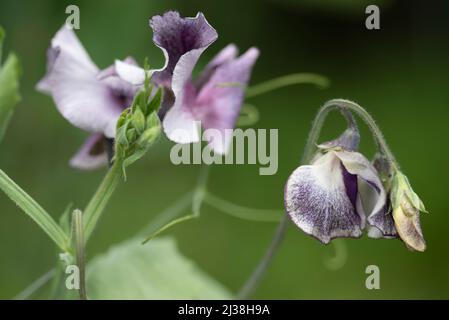 Lathyrus odoratus 'Earl Grey' - Süße Erbse Stockfoto