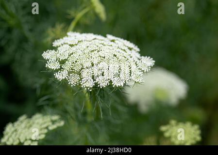 Ammi majus - Bischöfe Weed Stockfoto