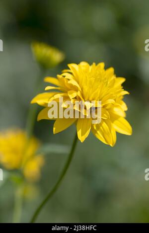 Rudbeckia laciniata Hortensia Stockfoto