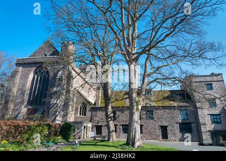 Cathedral Church of St. John the Evangelist, an einem sonnigen Frühlingsmorgen, blauer Himmel, großer Baum vor, Gras und Narzissen. Die Diözese Swans Stockfoto