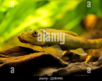 Makroaufnahme eines chinesischen Algenfressers (Gyrinocheilus aymonieri) im Aquarium mit verschwommenem Hintergrund Stockfoto