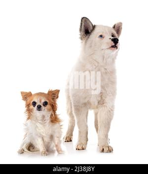 Junge Yakutian Laika und Chihuahua vor weißem Hintergrund Stockfoto