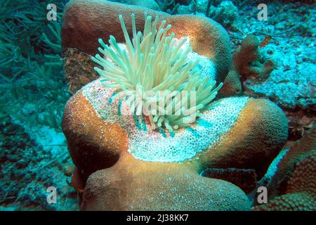 Gewöhnliche weiße Seeanemone auf Korallen, die Schäden durch Anemonengift aufweist Stockfoto