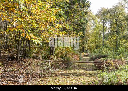 Ein Waldweg im Herbst in der Nähe des Dorfes Forest of Dean in Brierley, Gloucestershire, England Stockfoto