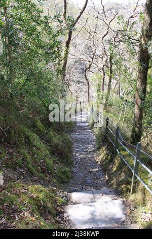 Devil's Bridge Falls, Aberystwyth - eine spektakuläre Wasserfall-Attraktion und Naturlehrpfad im Herzen der walisischen Cambrian Mountains - Großbritannien, PETER GRANT Stockfoto