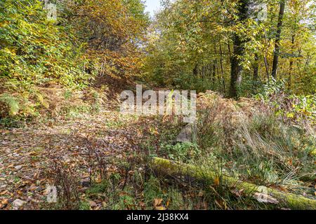 Ein Waldweg im Herbst in der Nähe des Dorfes Forest of Dean in Brierley, Gloucestershire, England Stockfoto