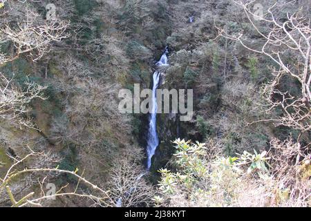 Devil's Bridge Falls, Aberystwyth - eine spektakuläre Wasserfall-Attraktion und Naturlehrpfad im Herzen der walisischen Cambrian Mountains - Großbritannien, PETER GRANT Stockfoto