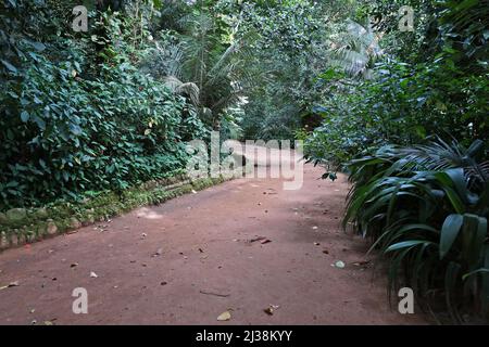 Waldwanderweg in Rio de Janeiro Stockfoto