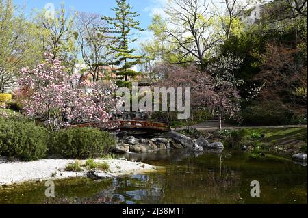 Wien, Österreich. 06. April 2022. Setagayapark in Wien. Der Setagaya Park wurde 1992 vom Landschaftsgärtner Ken Nakajima aus Japan entworfen Stockfoto