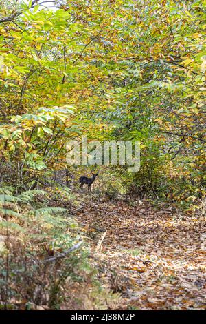 Ein kleiner junger, dunkler Damwild auf einem Waldweg durch Kastanienbäume im Herbst in der Nähe des Dorfes Brierley, Gloucestersh, Forest of Dean Stockfoto