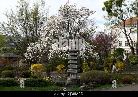 Wien, Österreich. 06. April 2022. Setagayapark in Wien. Der Setagaya Park wurde 1992 vom Landschaftsgärtner Ken Nakajima aus Japan entworfen Stockfoto