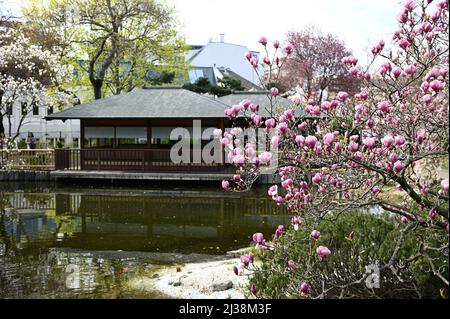 Wien, Österreich. 06. April 2022. Setagayapark in Wien. Der Setagaya Park wurde 1992 vom Landschaftsgärtner Ken Nakajima aus Japan entworfen Stockfoto