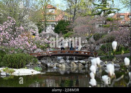 Wien, Österreich. 06. April 2022. Setagayapark in Wien. Der Setagaya Park wurde 1992 vom Landschaftsgärtner Ken Nakajima aus Japan entworfen Stockfoto