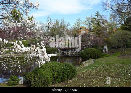 Wien, Österreich. 06. April 2022. Setagayapark in Wien. Der Setagaya Park wurde 1992 vom Landschaftsgärtner Ken Nakajima aus Japan entworfen Stockfoto