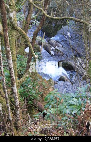 Devil's Bridge Falls, Aberystwyth - eine spektakuläre Wasserfall-Attraktion und Naturlehrpfad im Herzen der walisischen Cambrian Mountains - Großbritannien, PETER GRANT Stockfoto