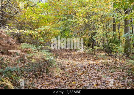 Ein kleiner junger, dunkler Damwild auf einem Waldweg durch Kastanienbäume im Herbst in der Nähe des Dorfes Brierley, Gloucestersh, Forest of Dean Stockfoto