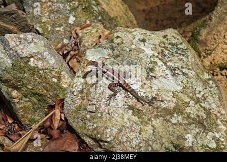 Amazonasechse (Tropidurus torquatus) auf Stein Stockfoto