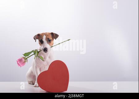 Ein süßer kleiner Hund sitzt neben einer herzförmigen Schachtel und hält eine rosa Rose im Mund auf weißem Grund. Geschenk zum Valentinstag Stockfoto