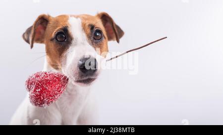 Der Hund hält ein Herz im Mund auf weißem Hintergrund. Grußkarte mit Jack Russell Terrier. Stockfoto