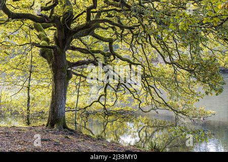 Eine alte Eiche im Herbst neben Cannop Ponds im Forest of Dean, Gloucestershire, England Stockfoto