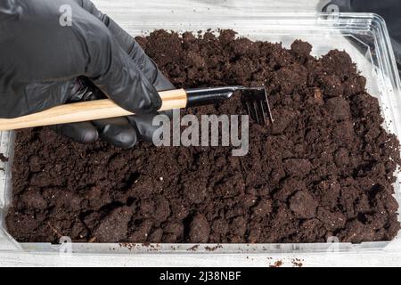 Eine Hand in einem schwarzen Handschuh löst den Boden mit einem Miniaturrechen zum Pflanzen von Hauspflanzen. Pflege von Zimmerpflanzen. Verpflanzen von Innenblumen. Umweltfreundlich Stockfoto