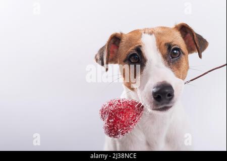 Der Hund hält ein Herz im Mund auf weißem Hintergrund. Grußkarte mit Jack Russell Terrier. Stockfoto