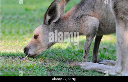 Westliches graues Känguru knabbert Gras auf dem Campingplatz in der Stadt Dänemark, Südwestaustralien Stockfoto