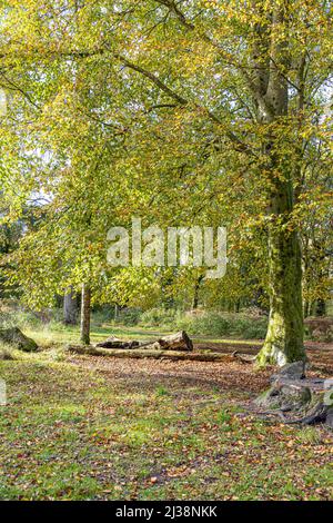 Eine Buche im Herbst im Speech House Woodland im Zentrum des Forest of Dean, Gloucestershire, England Stockfoto