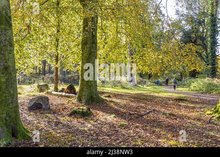 Eine Buche im Herbst im Speech House Woodland im Zentrum des Forest of Dean, Gloucestershire, England Stockfoto