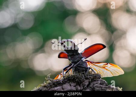 Europäischer Hirschkäfer männlich (Lucanus cervus) mit großen Unterkiefern / Kiefer, die Flügel und Flügelgehäuse freilegen, bevor sie im Sommer wegfliegen Stockfoto