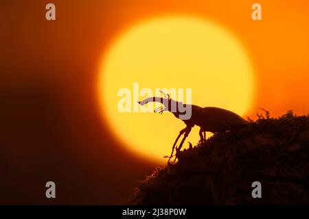 Europäischer Hirschkäfer männlich (Lucanus cervus) mit großen Unterkiefern / Kiefer auf Baumstamm, der im Sommer bei Sonnenuntergang gegen untergehende Sonne silhouettiert wurde Stockfoto