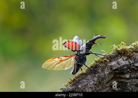 Europäischer Hirschkäfer männlich (Lucanus cervus) mit großen Unterkiefern / Kiefer, die Flügel und Flügelgehäuse freilegen, bevor sie im Sommer wegfliegen Stockfoto
