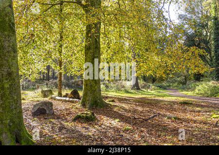 Eine Buche im Herbst im Speech House Woodland im Zentrum des Forest of Dean, Gloucestershire, England Stockfoto