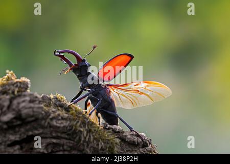 Europäischer Hirschkäfer männlich (Lucanus cervus) mit großen Unterkiefern / Kiefer, die Flügel und Flügelgehäuse freilegen, bevor sie im Sommer wegfliegen Stockfoto