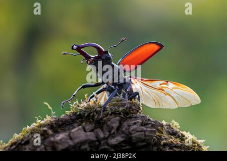Europäischer Hirschkäfer männlich (Lucanus cervus) mit großen Unterkiefern / Kiefer, die Flügel und Flügelgehäuse freilegen, bevor sie im Sommer wegfliegen Stockfoto