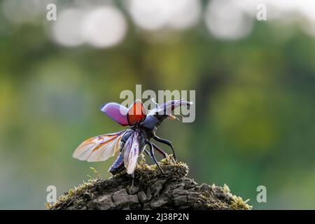 Europäischer Hirschkäfer männlich (Lucanus cervus) mit großen Unterkiefern / Kiefer, die Flügel und Flügelgehäuse freilegen, bevor sie im Sommer wegfliegen Stockfoto