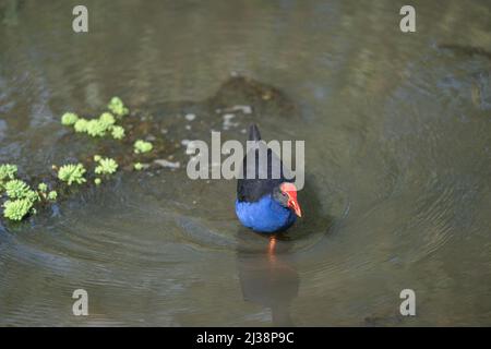 Hell und kofig aussehende Pukeko, oder Australasian Sumpf-Henne, die um Teich Nahrungssuche Stockfoto