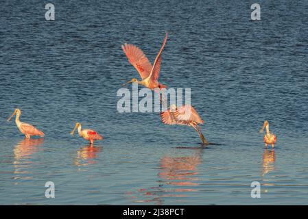 Fünf Roseatspoonvögel, zwei beim Start und drei beim Wattieren, im Estero el Soldado (Mündung der Soldaten) in San Carlos, Sonora, Mexiko. Stockfoto