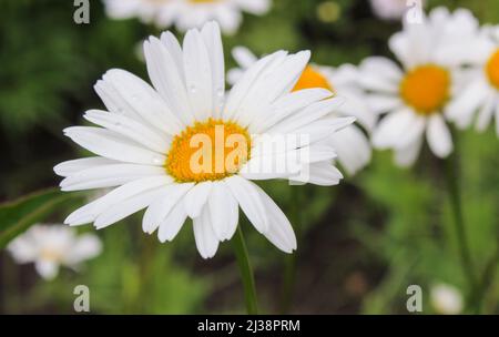 Im Sommer weiße Gänseblümchen im Garten Stockfoto