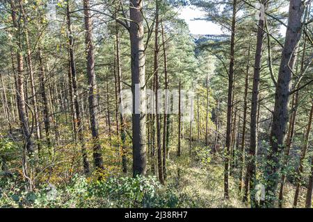 Nadelbäume, die auf der Seite des New Fancy Viewpoint (einem alten Kohlemine-Ablagefest) im The Forest of Dean in der Nähe von Parkend, Gloucestershire, England, gepflanzt wurden Stockfoto