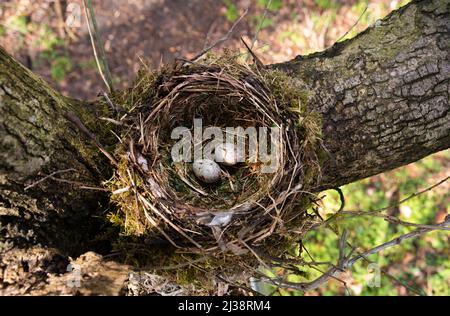 Mistle Thrush Nest, Turdus viscivorus, Nest mit zwei Eiern von oben gesehen, Queen's Park, London, Vereinigtes Königreich Stockfoto