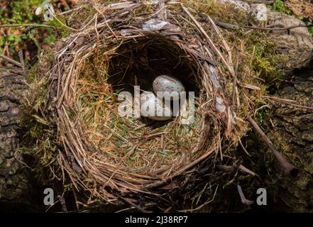 Mistle Thrush Nest, Turdus viscivorus, Nest mit zwei Eiern, Queen's Park, London, Vereinigtes Königreich Stockfoto